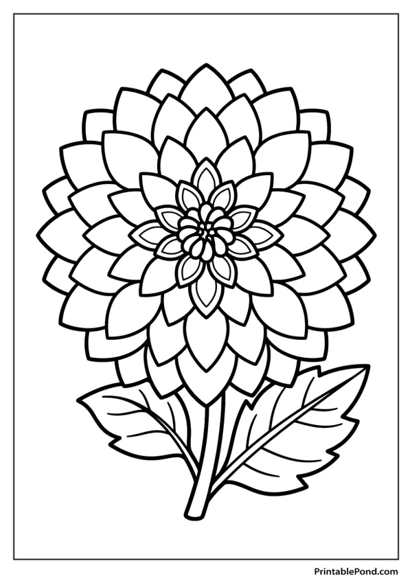 Outline drawing of a dahlia flower with layered petals and two leaves on a stem.