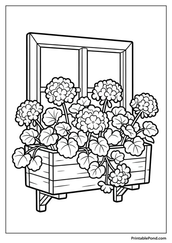 A wooden window box overflowing with blooming geranium flowers and green leaves.