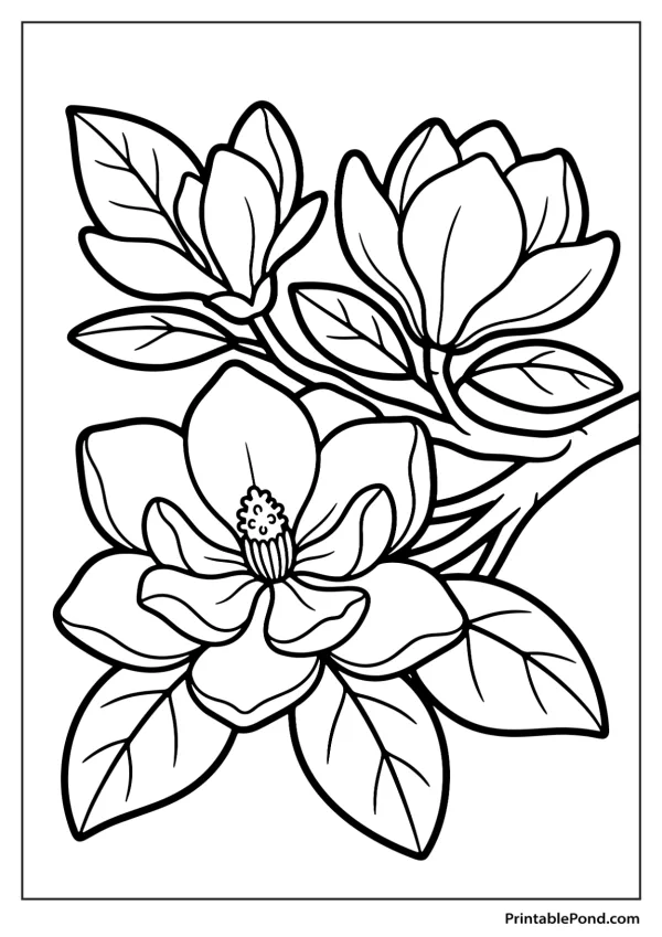 Outline of a blooming magnolia branch with three large flowers and several leaves.