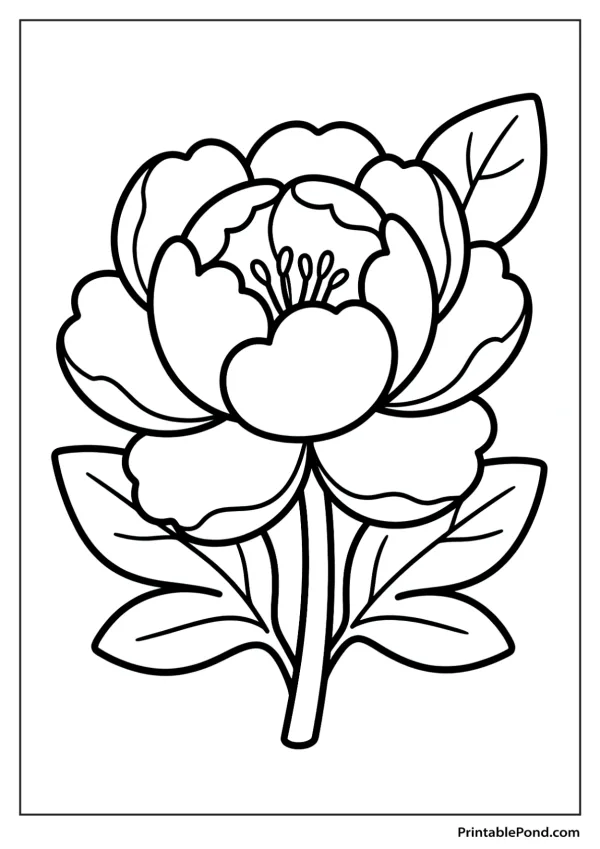 Outline drawing of a large peony flower with multiple layers of petals and two leaves on a stem.