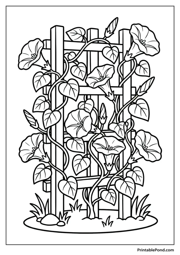 Line drawing of morning glory vines with large trumpet-shaped flowers climbing a wooden fence trellis.